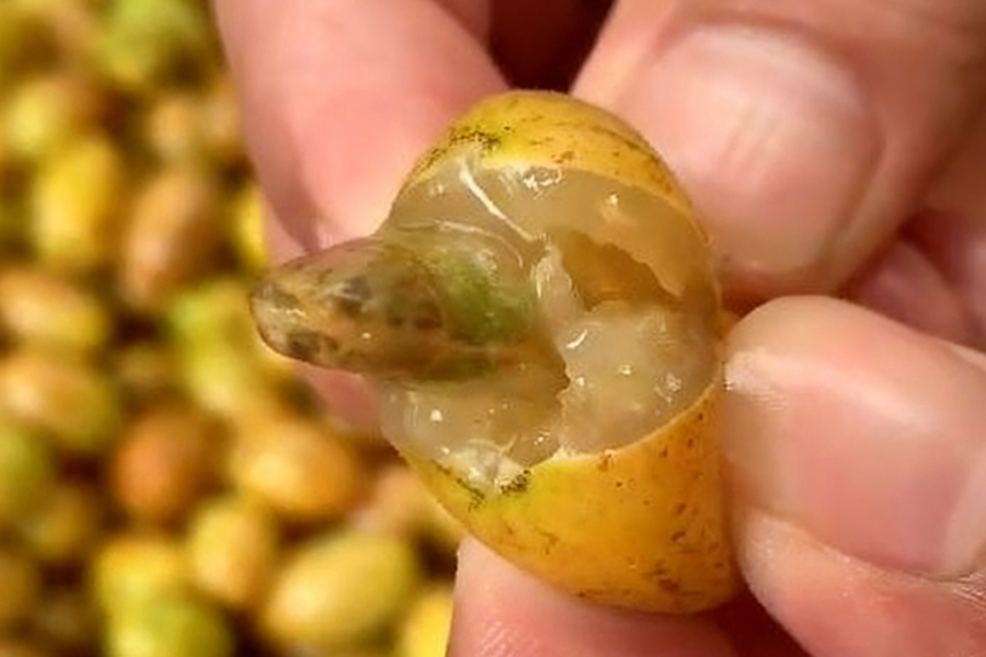 HPP 超高壓滅菌設備：讓黃皮汁告別 “夏日限定”